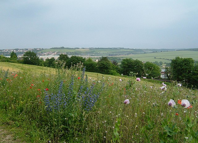 Kent Downs National Landscape