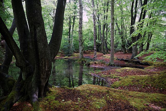 Epping Forest